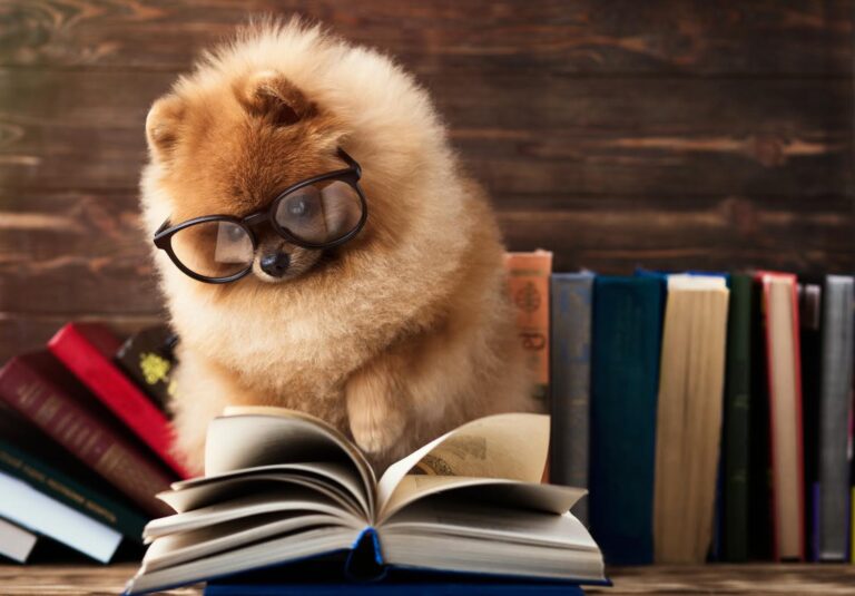 A dog with glasses reading a book representing marketing for beginners.